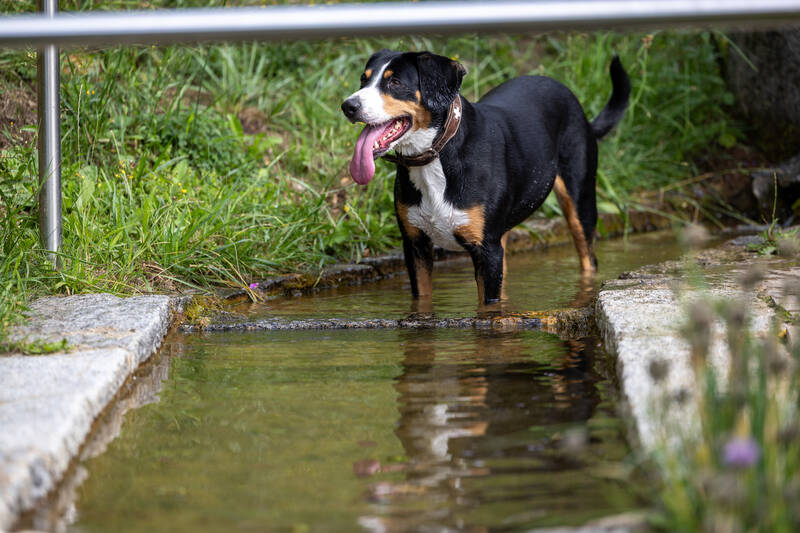 Hundeurlaub